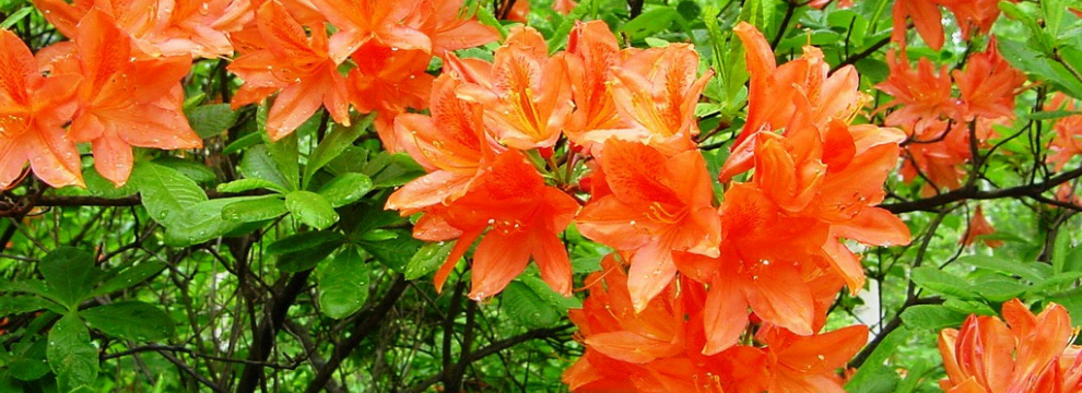 dsc00080.png